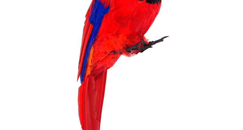 Widmann SRL Decoratieve papegaai piraat