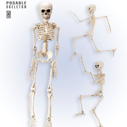 Widmann SRL Nep skelet 50cm