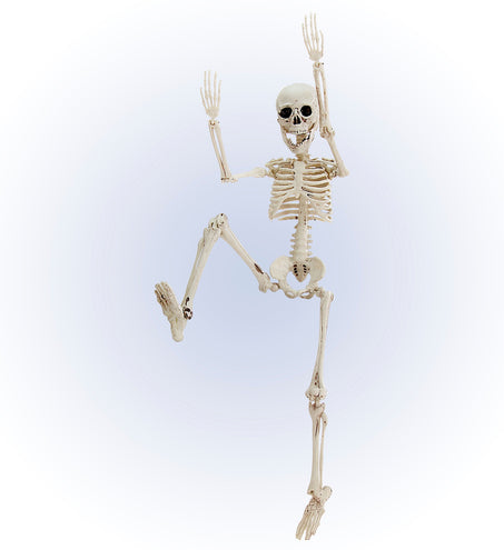 Widmann SRL Nep skelet 50cm