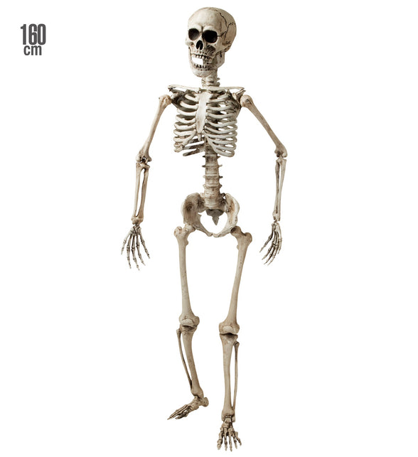 Widmann SRL Nep skelet van een volwassenen 160cm