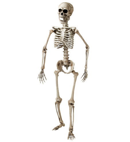Widmann SRL Nep skelet van een volwassenen 160cm