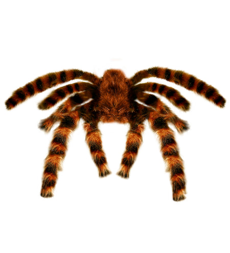 Widmann SRL Nep Tarantula spin met haren 65cm