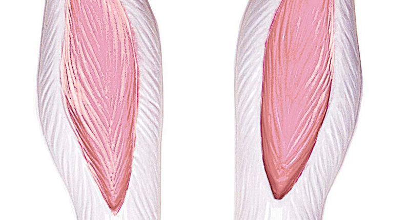 Widmann SRL Oren konijn op hoofdband