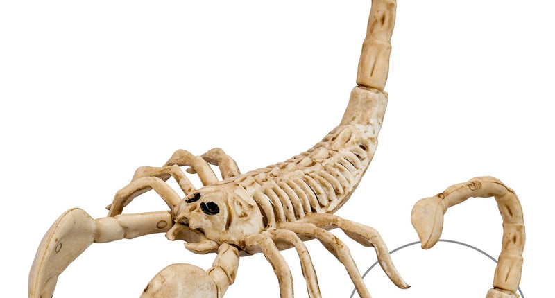 Widmann SRL Schorpioen skelet