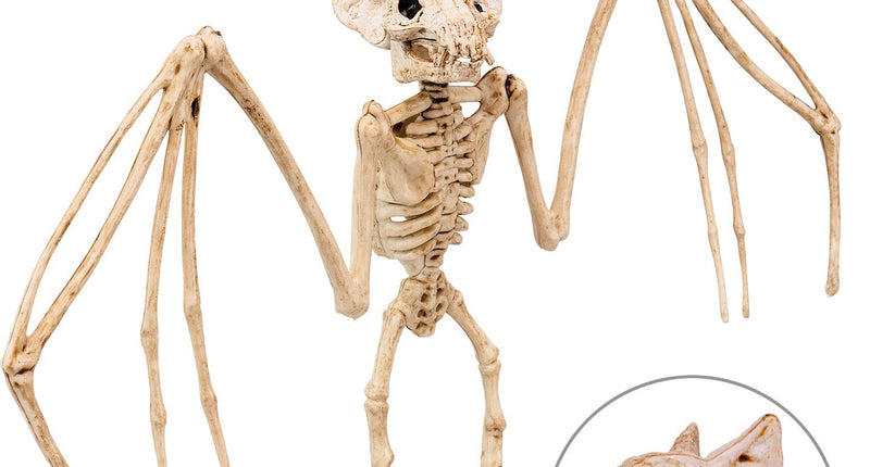 Widmann SRL Vleermuis skelet