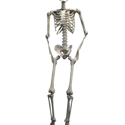 Skelet van 2 meter