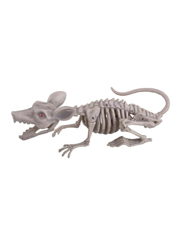 Skelet van een rat 38cm