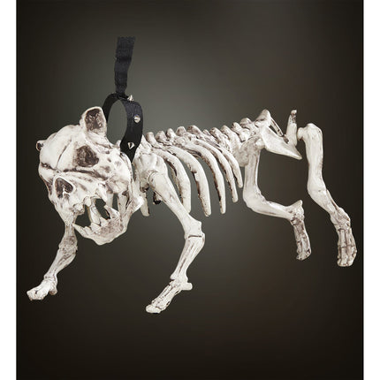 Skelet van een hond