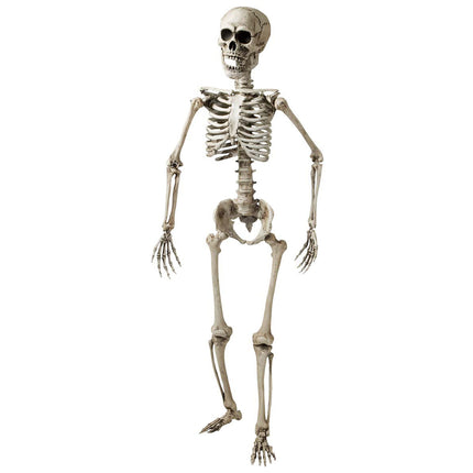 Nep skelet van een volwassenen 160cm