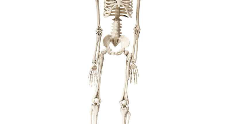 Widmann SRL Nep skelet 50cm